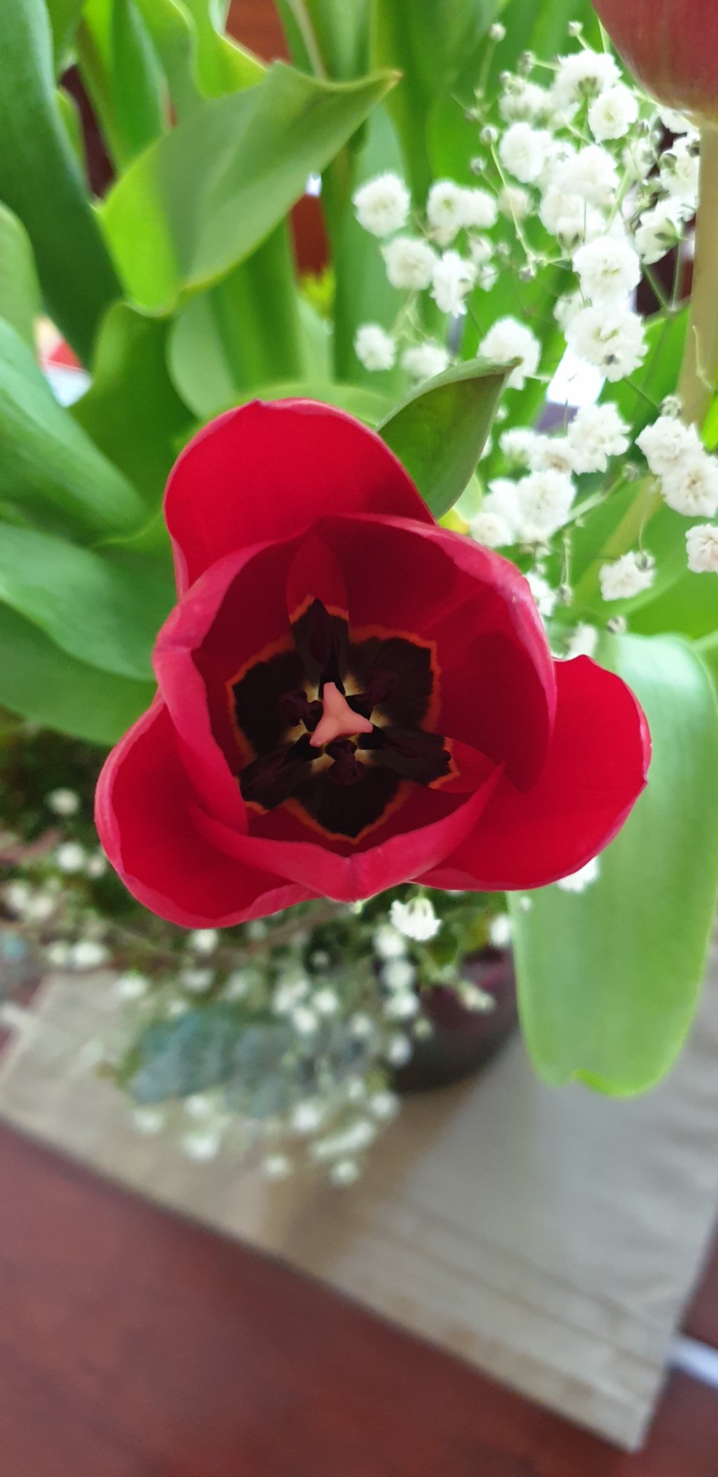 Red Tulips