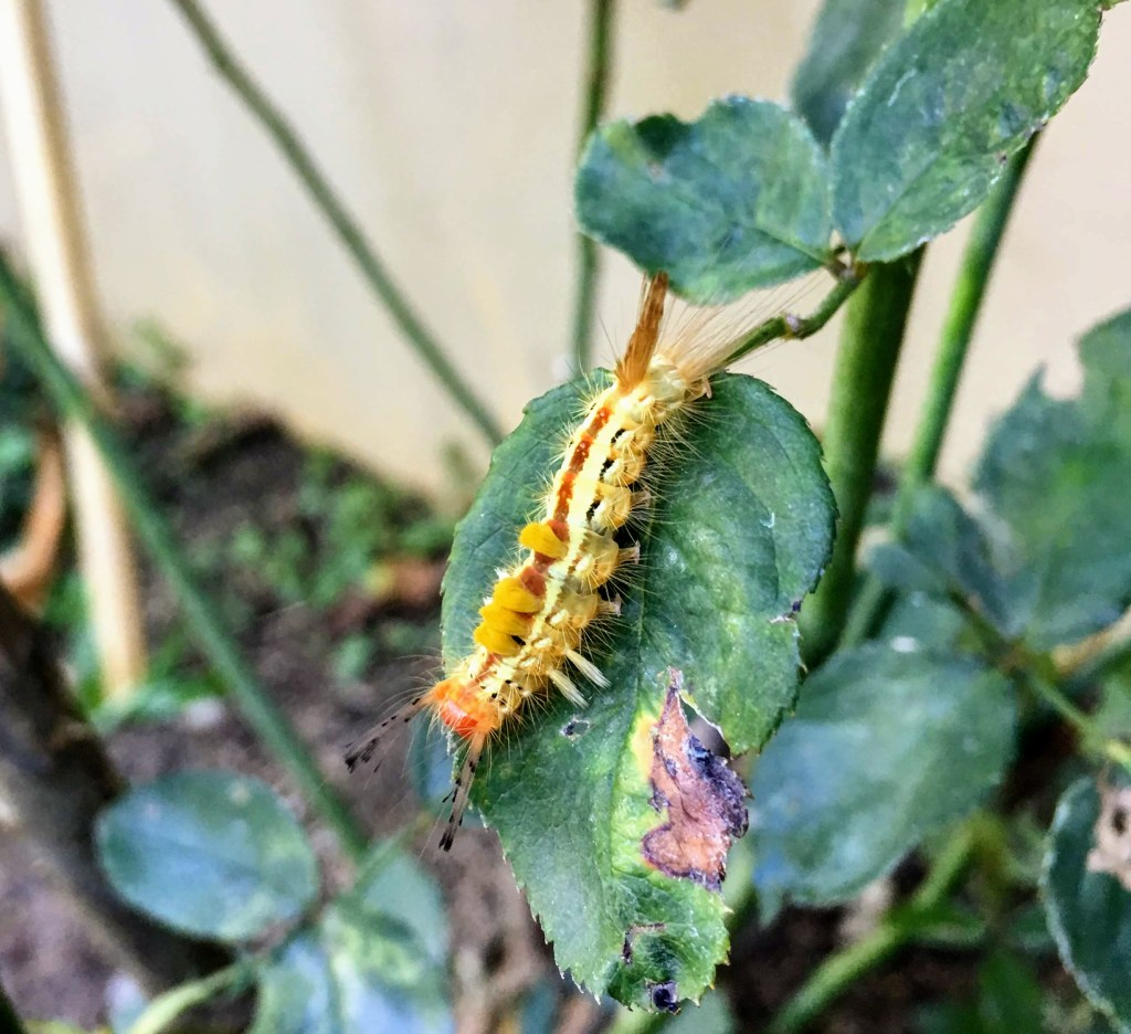 Moth Caterpillar